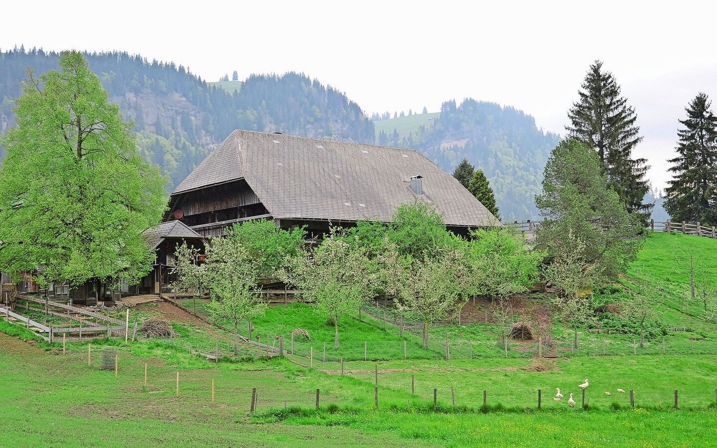 Am Hang hinter dem Hof, unter Apfelbäumen und Holunder, können die verschiedenen Hühnerrassen geschützt vor Raubvögeln draussen scharren.