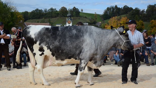 An der Jubiläumsschau in Huttwil BE erhielt die 20-jährige Kuh Aline eine Glocke. (Bild Simone Barth)