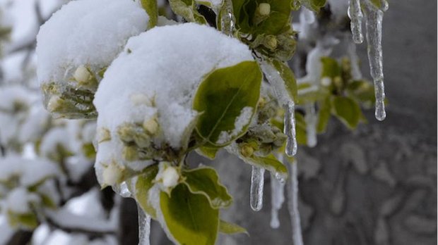 Frost erhöht Anspannung bei Obstproduzenten Frost und Schnee auf den Blüten führt zu Ernteausfällen. (Bild Aline Küenzi)