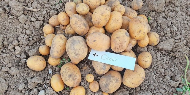 Die Sorte Oscar überzeugt neben ihrer Robustheit und guten Ertragsleistung auch durch eine ansprechende runde Form.  