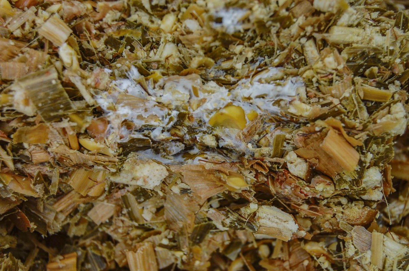 Milchsäurebakterien sind wichtig für eine qualitativ gute Silage. Wenn der Anteil dieser Bakterien aber zu gering ist, können sich andere Mikroorganismen wie Schimmelpilze bilden. (Bild Trinova AG)