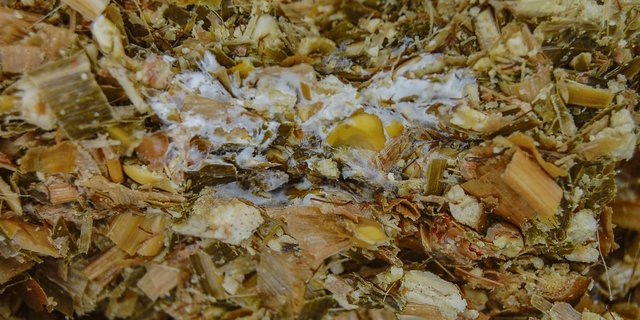 Milchsäurebakterien sind wichtig für eine qualitativ gute Silage. Wenn der Anteil dieser Bakterien aber zu gering ist, können sich andere Mikroorganismen wie Schimmelpilze bilden. (Bild Trinova AG)