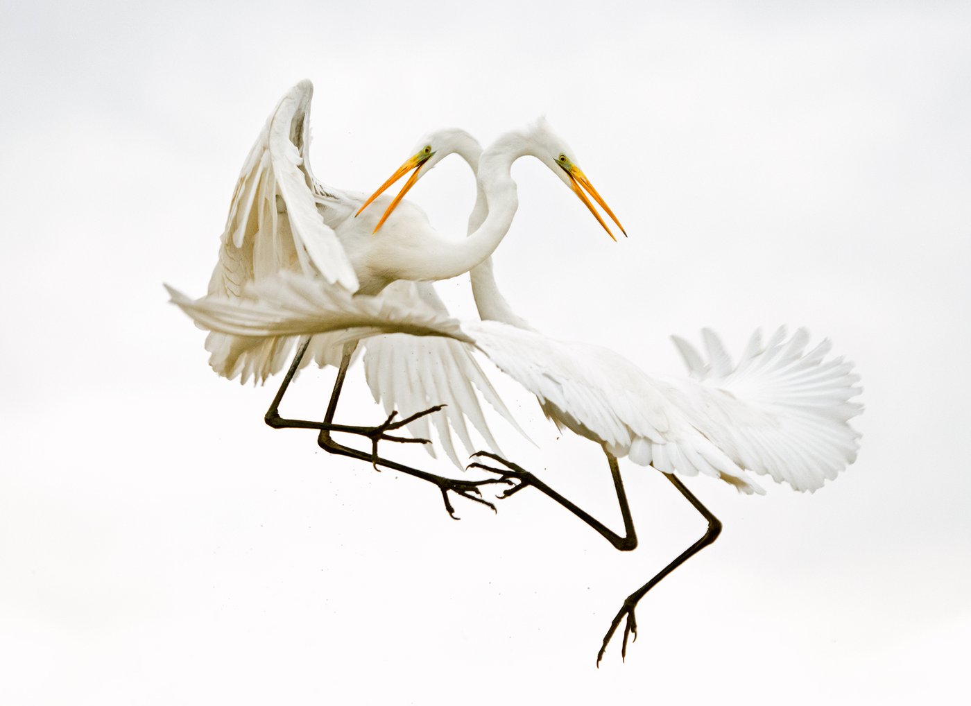 Mit unübertroffener Eleganz: Das Bild zweier kämpfender Silberreiher landete auf dem zweiten Platz.  (Foto: © Bence Mate)