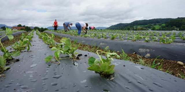 Jedes Jahr erneuert Christian Lüscher die Erdbeerpflanzen aus Gründen der Rentabilität. Möglichst vor dem 1. August werden die Setzlinge in den Boden gebracht. (Bild lid)