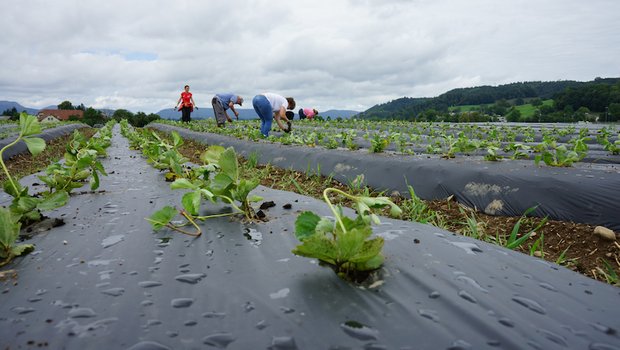 Jedes Jahr erneuert Christian Lüscher die Erdbeerpflanzen aus Gründen der Rentabilität. Möglichst vor dem 1. August werden die Setzlinge in den Boden gebracht. (Bild lid)