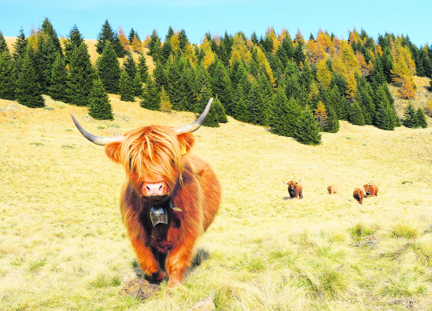 ... wurde vor allem durch seine Rinderzucht bekannt. Er lässt seine Schottischen Hochlandrinder auf Alpen weiden, die nicht mehr bestossen wurden.