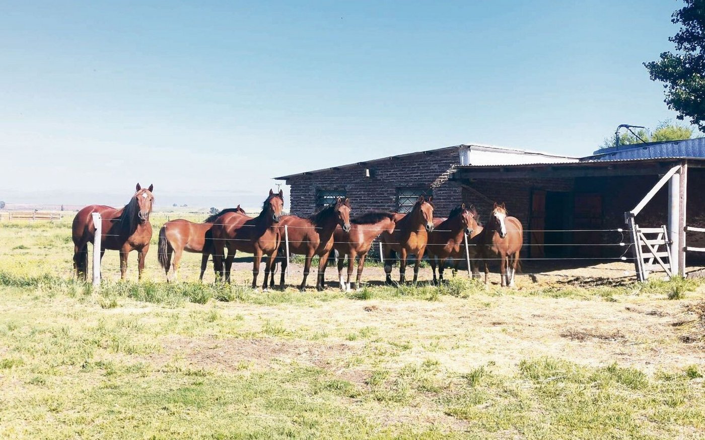 Egon Tschols Urfreiberger-Pferde mitsamt den drei in Argentinien geborenen Fohlen vor dem Gruppenstall, der direkt mit der 40 Hektaren grossen Weide verbunden ist.