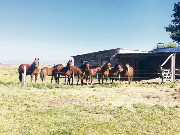 40 Pferde und FohlenTiere für Bauernhof Neu 
