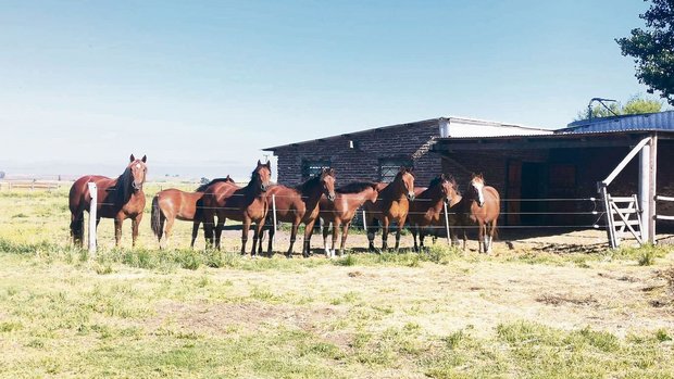 Egon Tschols Urfreiberger-Pferde mitsamt den drei in Argentinien geborenen Fohlen vor dem Gruppenstall, der direkt mit der 40 Hektaren grossen Weide verbunden ist.