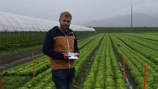 Florian Gasser in einem Salatfeld. Er befürchtet, dass er bei einer Annahme der Initiativen die gewünschte Produktqualität nicht mehr gewährleisten könnte. (Bilder Stefanie Giger)