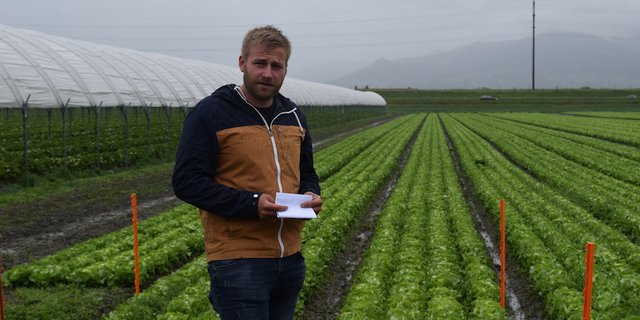 Florian Gasser in einem Salatfeld. Er befürchtet, dass er bei einer Annahme der Initiativen die gewünschte Produktqualität nicht mehr gewährleisten könnte. (Bilder Stefanie Giger)