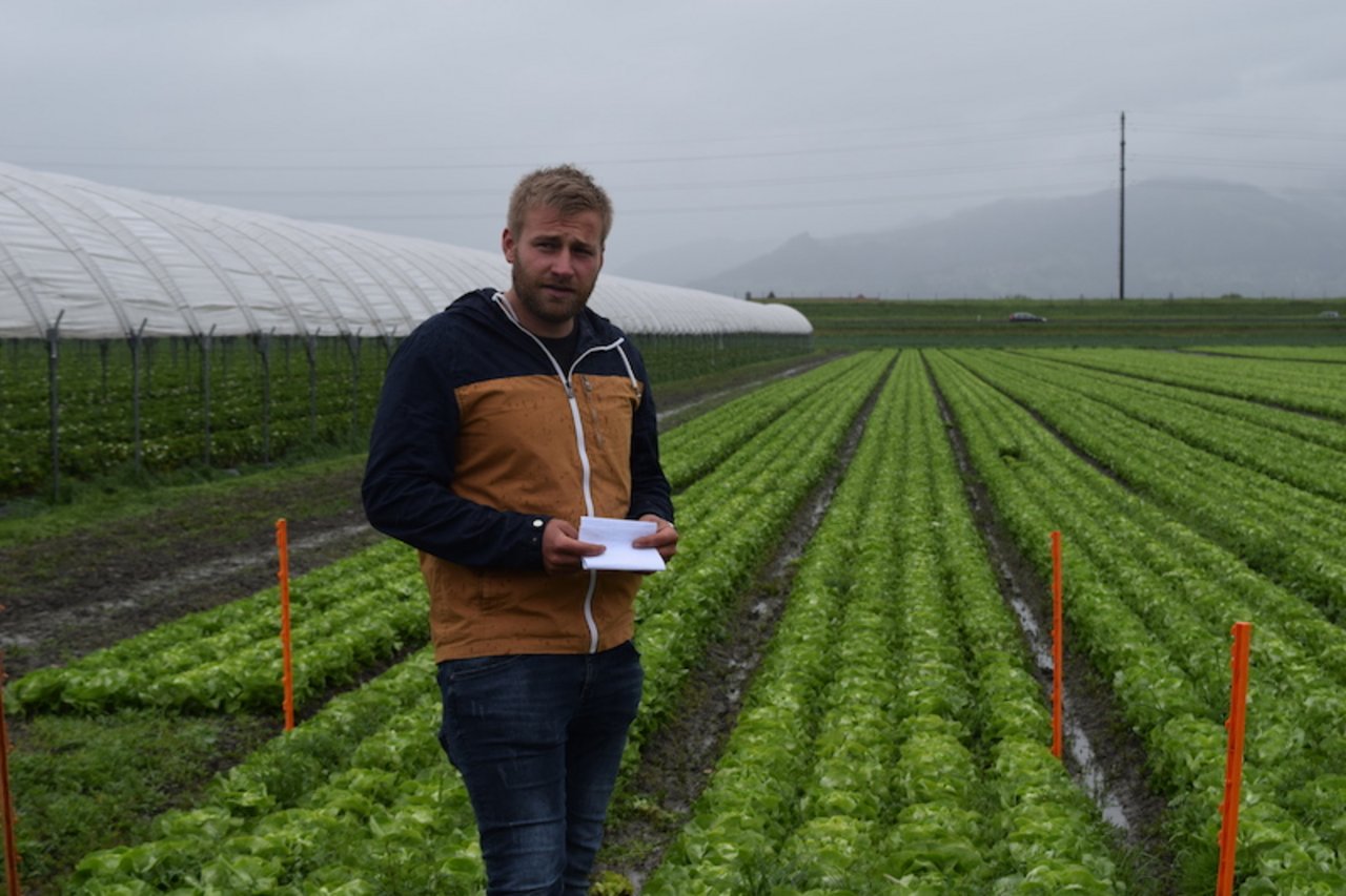 Florian Gasser in einem Salatfeld. Er befürchtet, dass er bei einer Annahme der Initiativen die gewünschte Produktqualität nicht mehr gewährleisten könnte. (Bilder Stefanie Giger)