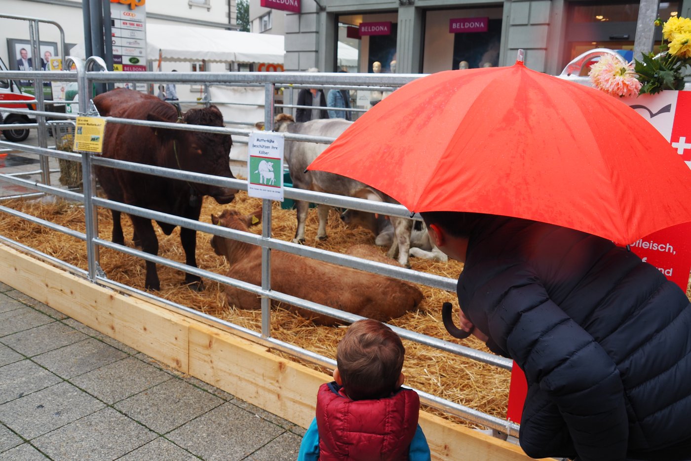 Kälber üben auf die Kinder eine grosse Faszination aus.
