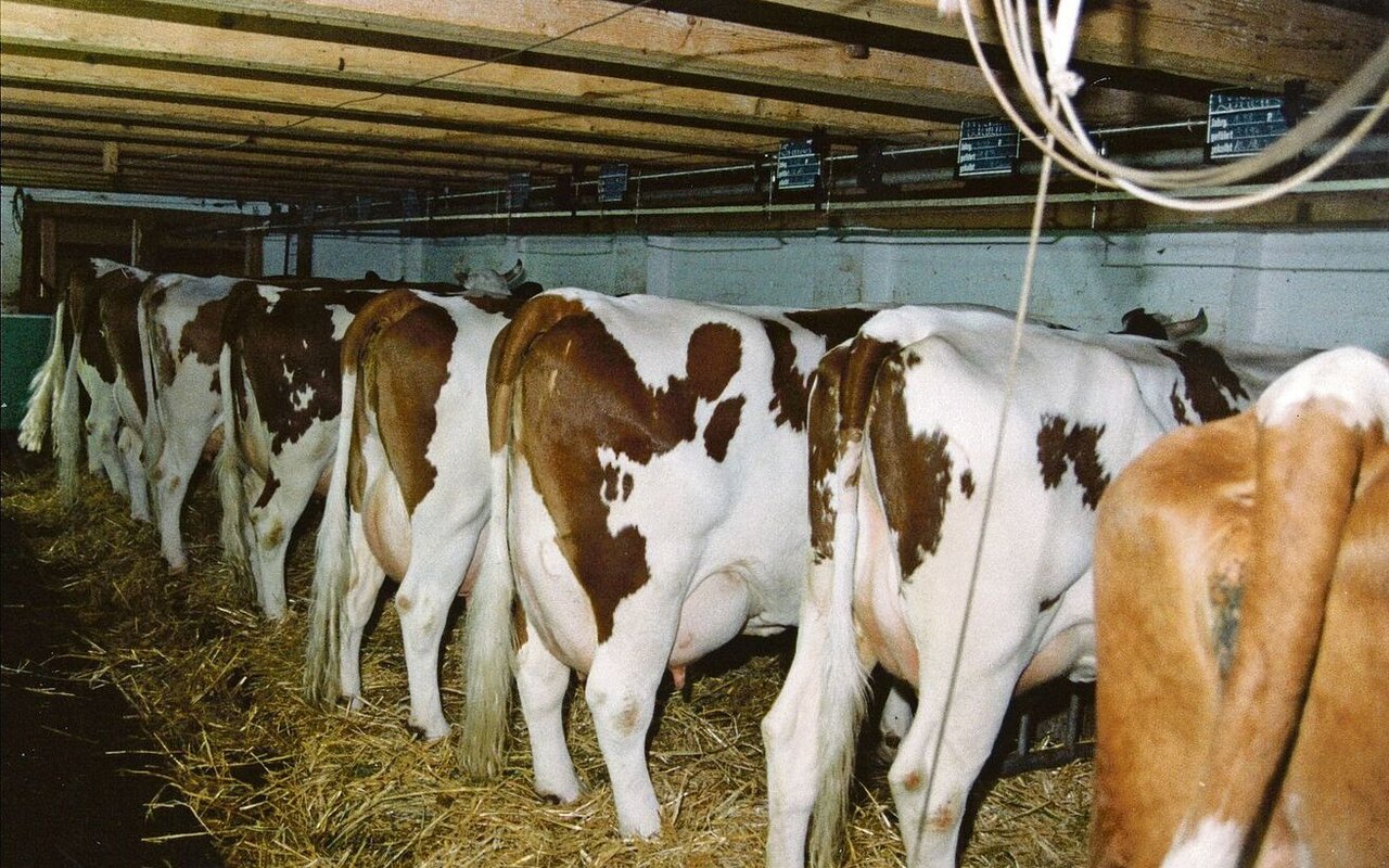 Blick in den Stall auf ihrem Pachtbetrieb in Hüswil LU. 20 Kühe konnten sie damals halten, 2002 folgte dann die Versteigerung. 