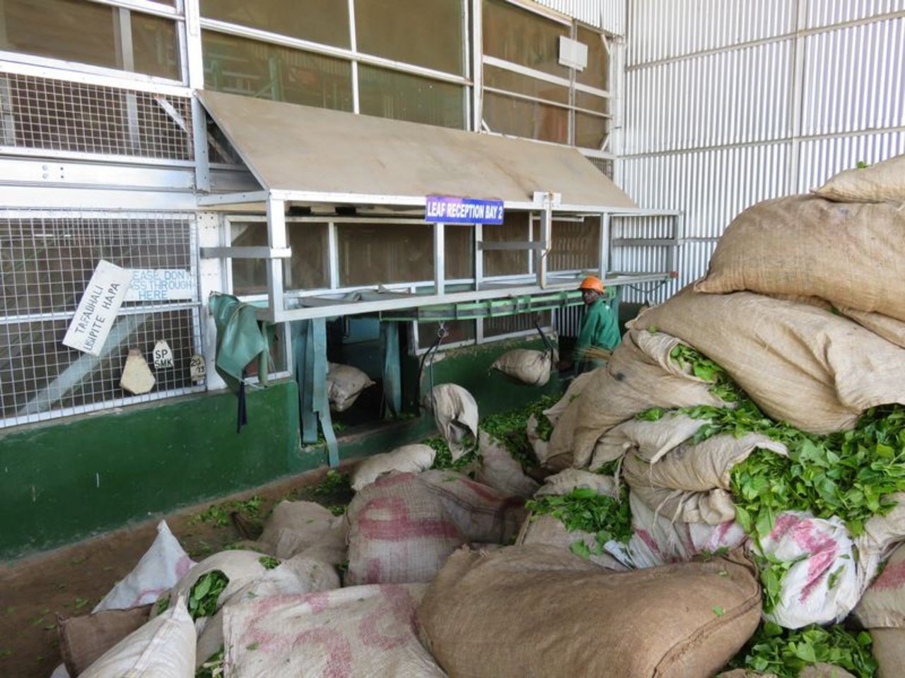 Bei der Annahmestelle werden die Beutel mit den Teeblättern an Haken gehängt und ins Innere der Verarbeitungsstätte transportiert.