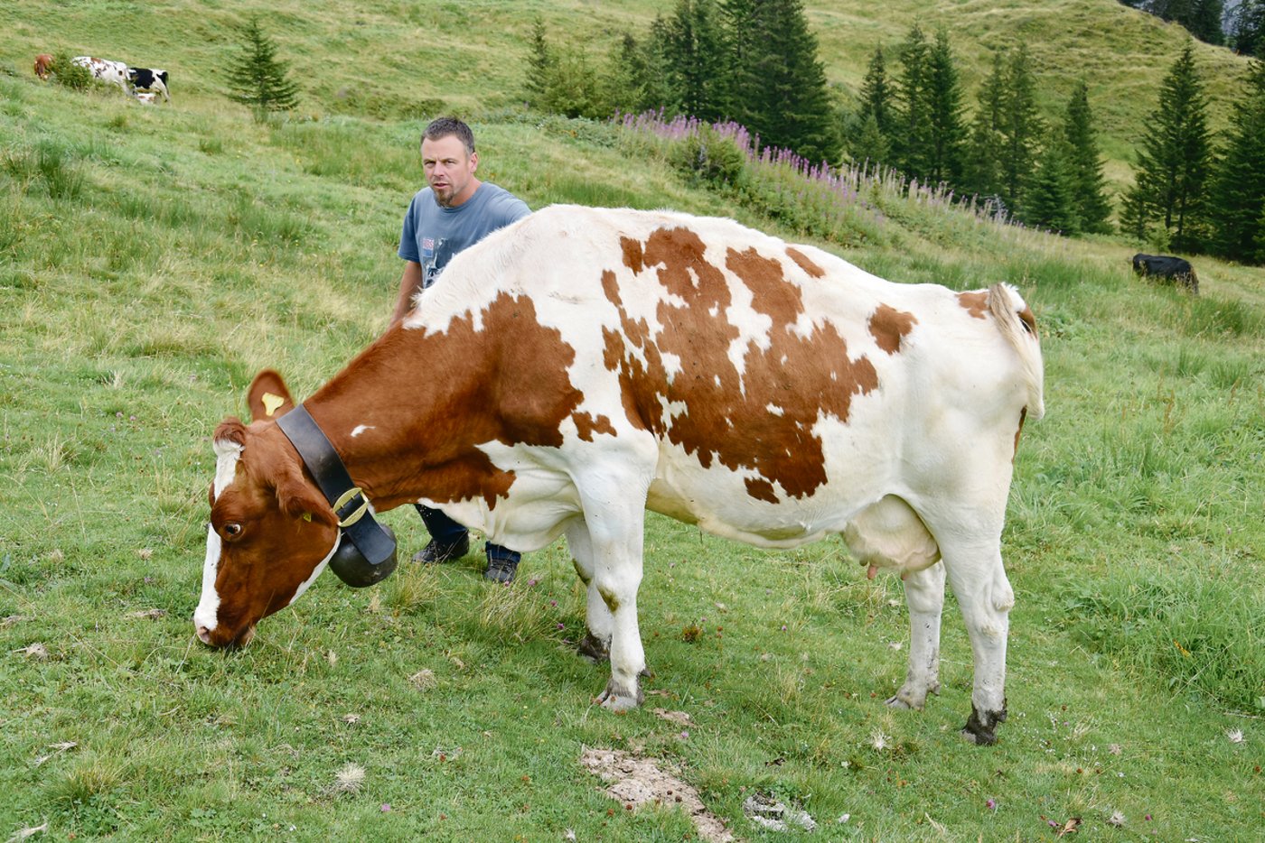 Frank Amstutz bei einer seiner Lieblingskühe: Die 10-jährige F.F. Absolute Nikita EX-92. Nikita hat schon bald die Grenze von 80 000 kg Milch geknackt. 