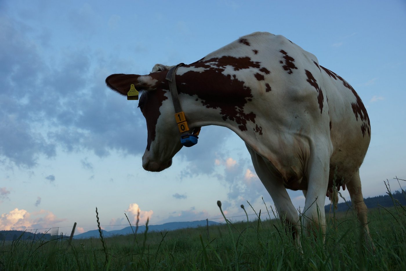 Die Idylle kann täuschen: Fälle von Überforderung in der Landwirtschaft nehmen tendenziell zu. NIcht selten haben Tiere darunter zu leiden. (Bild Ruth Aerni)