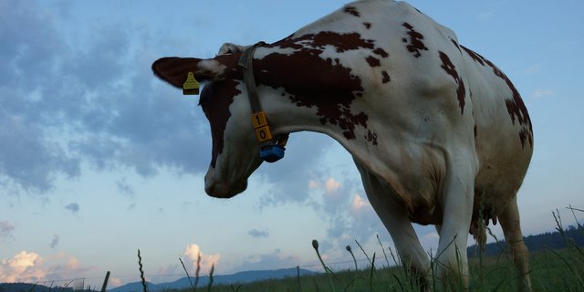 Die Idylle kann täuschen: Fälle von Überforderung in der Landwirtschaft nehmen tendenziell zu. NIcht selten haben Tiere darunter zu leiden. (Bild Ruth Aerni)