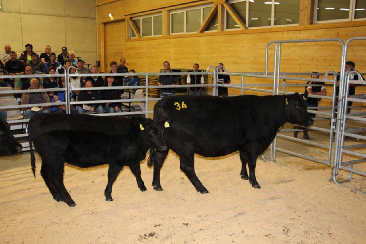 Die trächtige Kuh Blacktribe Essence von Rudolf und Vreni Schneider-Läderach vom Grenchenberg galt zusammen mit dem 10 Monate alten Absetzer-Rind 6700 Franken. 
