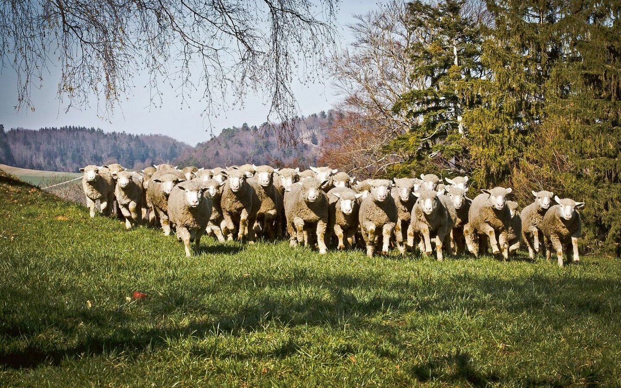 Die Schafe gehörten auf dem Fringeli lange Jahre zum Landschaftsbild.
