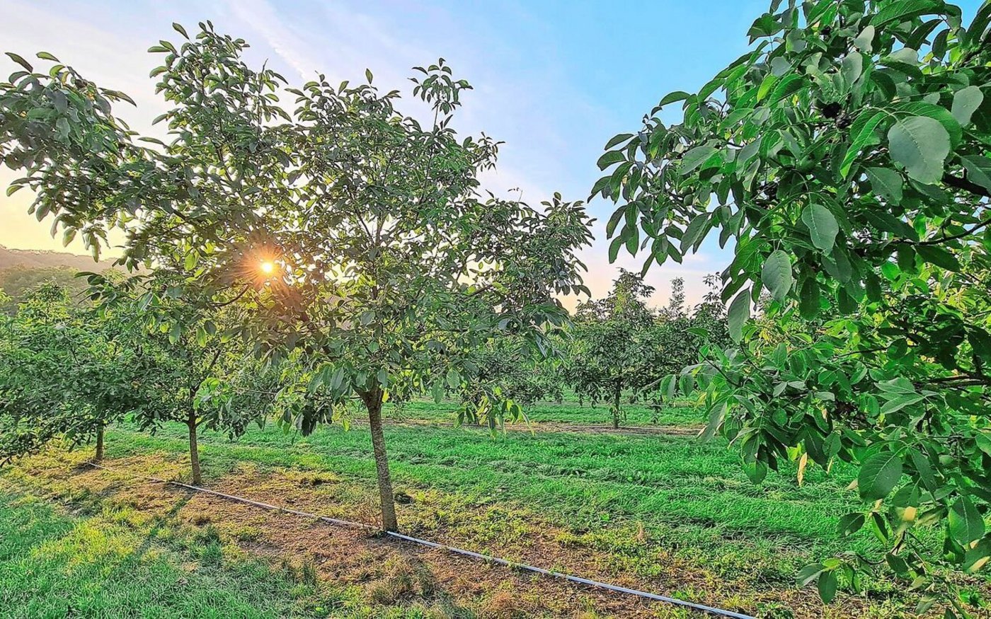 Seit 2018 wachsen auf dem Mühlebachhof über 800 Baumnussbäume. Noch sind die Bäume jung, aber von Jahr zu Jahr wird der Ertrag grösser. Dieses Jahr rechnet Salome Fürst mit einer Ernte von rund fünf Tonnen Nüssen.