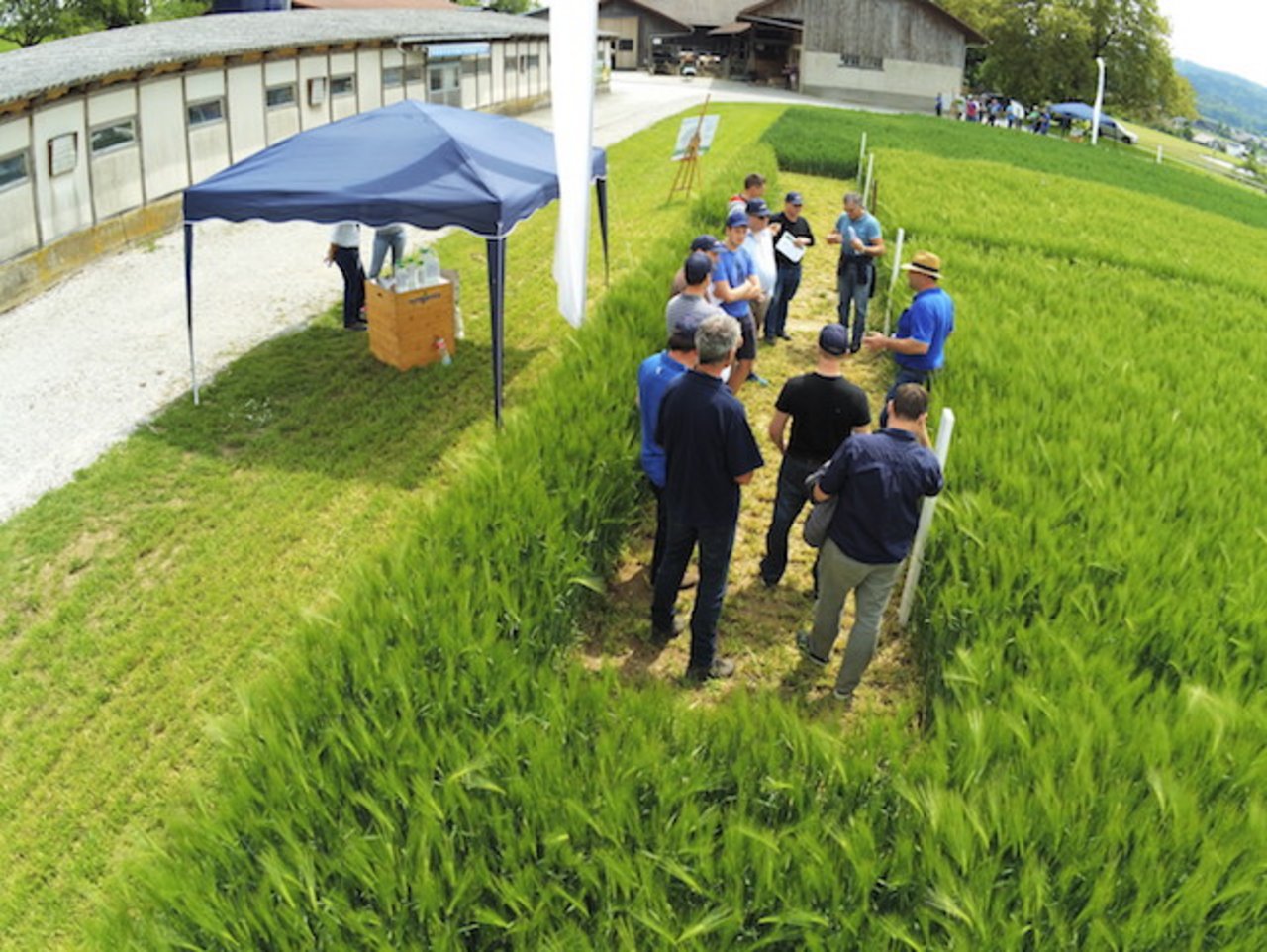 Die Syngenta informierte heute im Feld über verschiedene Getreidesorten. (Bild asa)