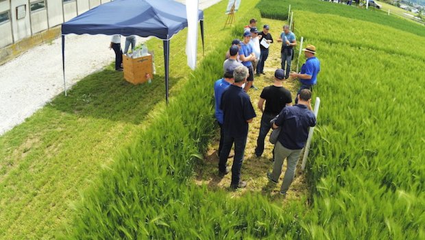 Die Syngenta informierte heute im Feld über verschiedene Getreidesorten. (Bild asa)