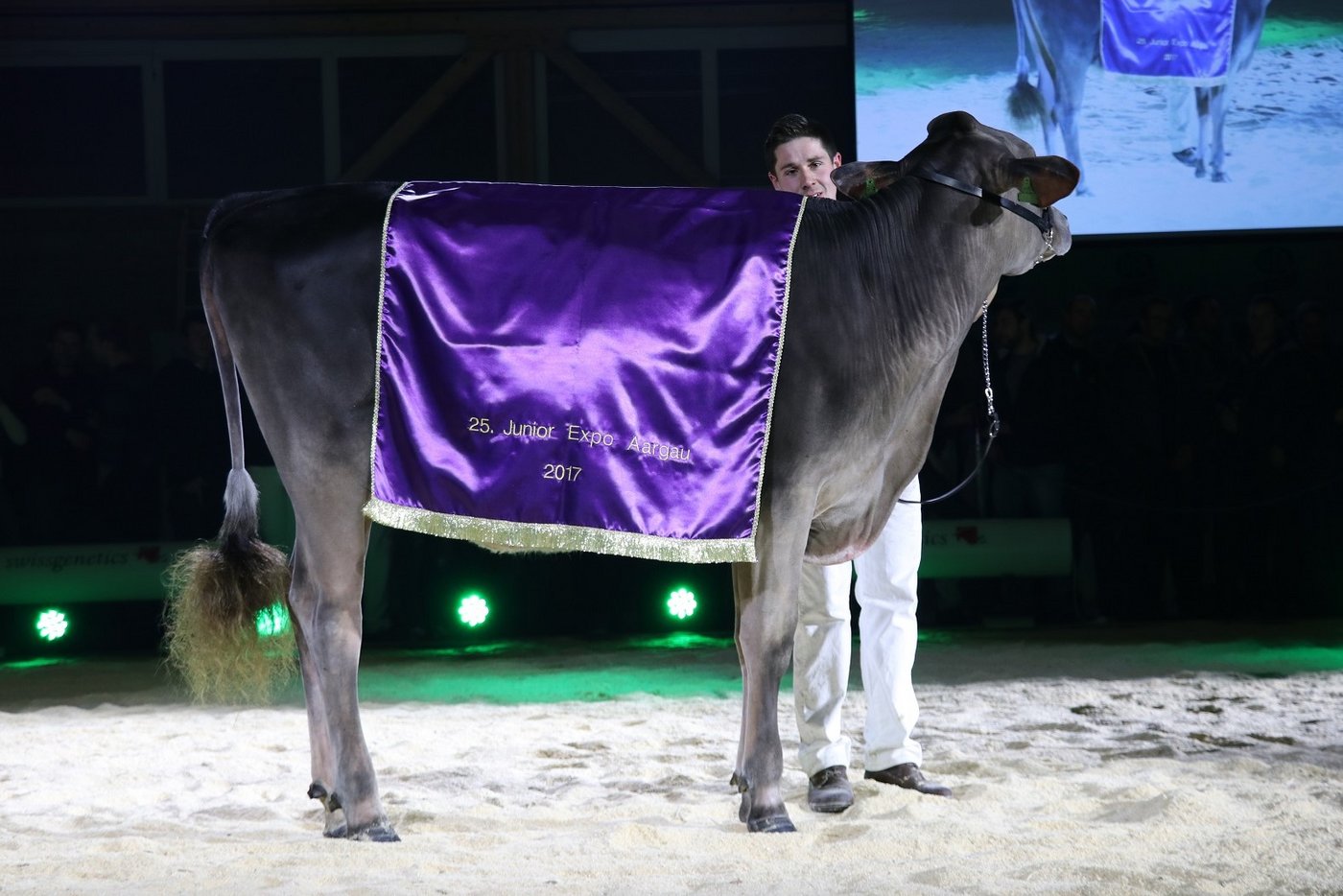 Bei den Brown Swiss gewann GoldHill Jet Alana von Kevin Züger, Vorderthal SZ.