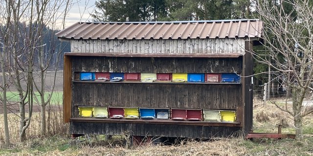 Wegen der langanhaltenden Schlechtwetterperiode geht den Bienen langsam das Futter aus. Gegebenenfalls muss Futter gegeben werden. (Bild Alexandra Stückelberger)
