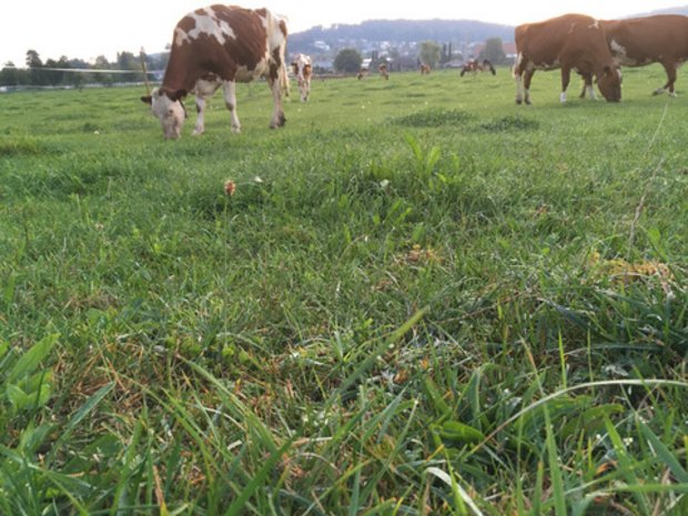 Unverblümt: Bei diesem Bild wäre unsere Milch doch viel mehr Wert Sie geben ein friedliches Bild ab: weidende Kühe. Dass sie ein solches Leben führen dürfen, sollte aber mit anständigem Milchpreis honoriert werden, findet Redaktor Peter Fankhauser, (Bild Archiv BauZ)