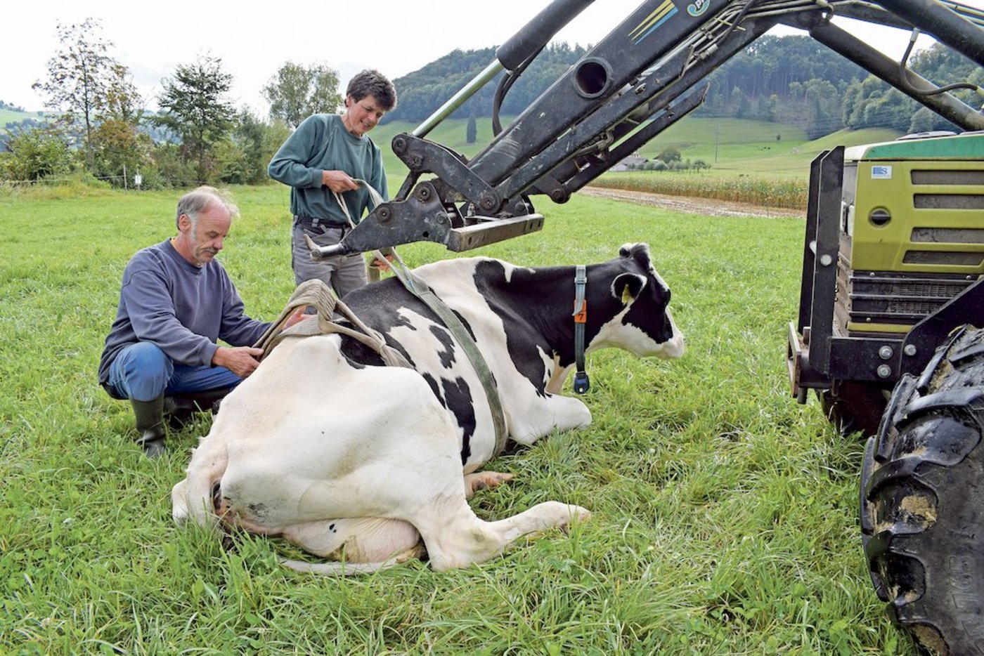 Alleine kann Fatima auch fast einem Monat nach der Botulinvergiftung noch nicht aufstehen. Die frisch gekalbte Kuh ist fast ergaltet und abgemagert, jedoch willig zu überleben. Andreas und Therese Buri helfen ihr alle paar Stunden auf die Beine. (Bild BauZ/dj)