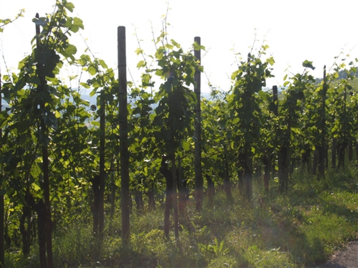 Die Schäden an den Weinreben gehen in die Millionen. (Symbolbild BauZ)