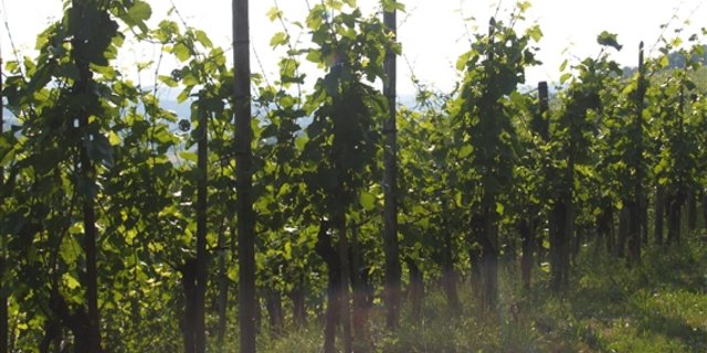 Die Schäden an den Weinreben gehen in die Millionen. (Symbolbild BauZ)