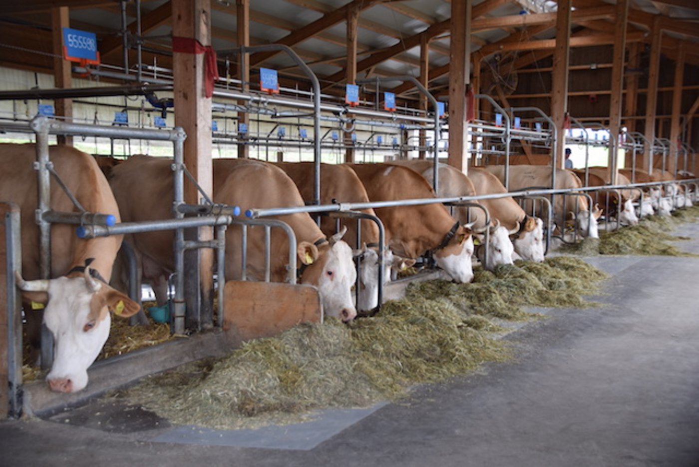 Die Kühe am fressen. Auf einem Läger sind alles Simmentalerkühe.
