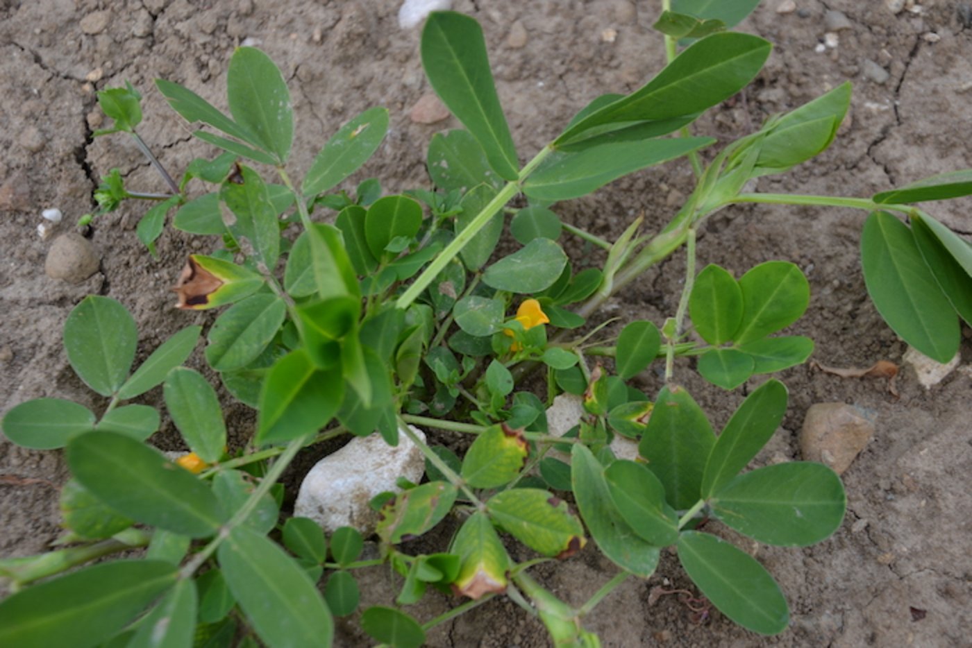 Erdnüsse gehören zu den Leguminosen. Die bestäubten Blüten neigen sich gegen den Boden, so dass die Nüsse im Boden wachsen können.