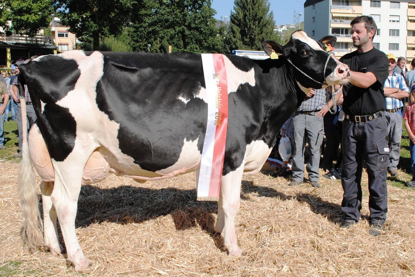 Miss Holstein Küssnacht: Carlos Marylynn, Beat von Rickenbach, Steinerberg, war bereits im 2012 Gesamtsiegerin.