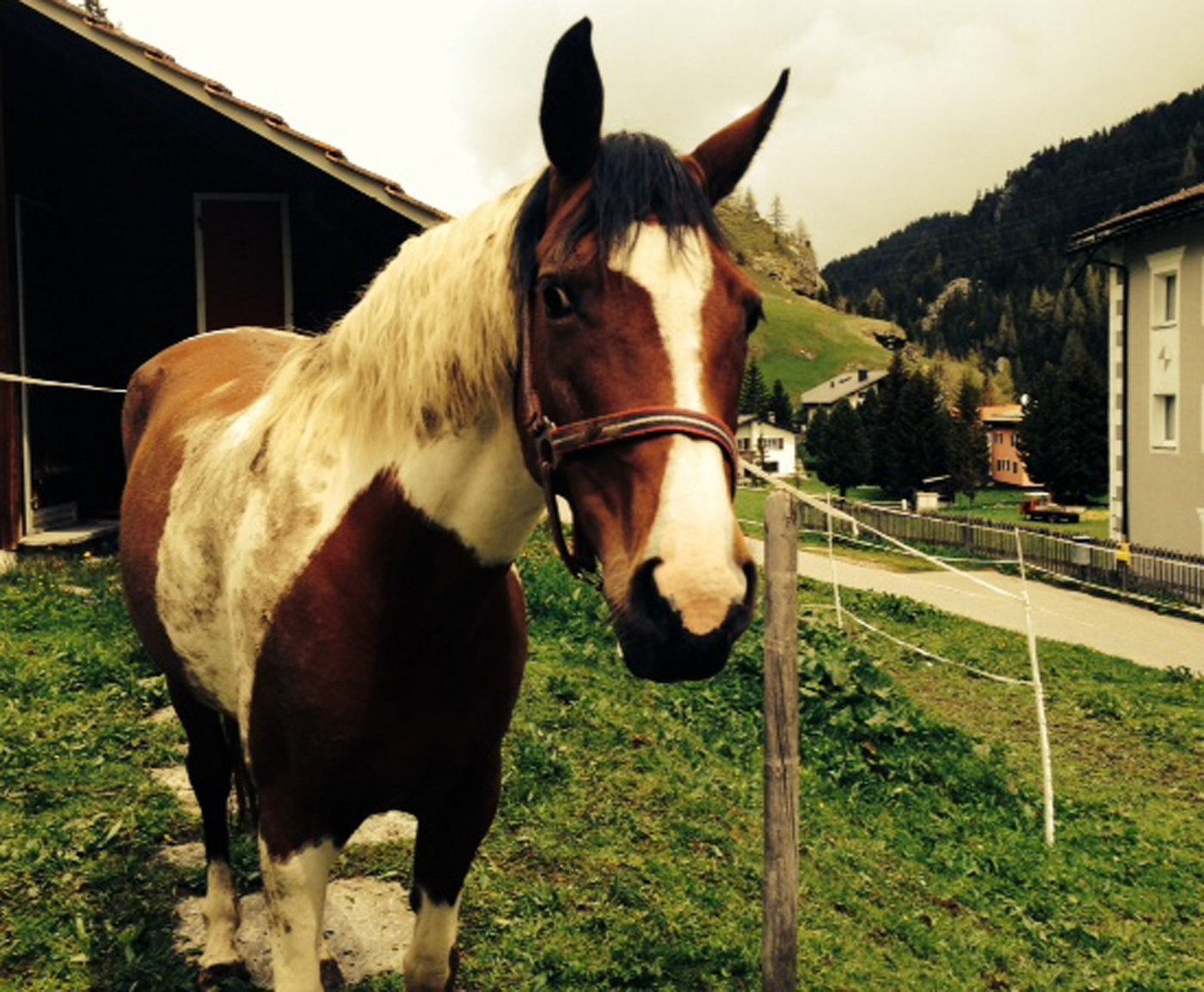 Das gestohlene Pferd wird polizeilich gesucht. (Bild pd)