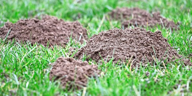 Die Erdhaufen, die beim Bau der Gangsysteme entstehen, können zu starken Unebenheiten in der Wiese und zu erheblicher Futterverschmutzung führen.