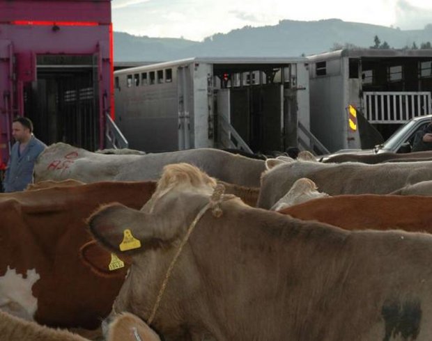 Die Wochenpreise der Kühe steigen ab dem 29. April um 10 Rappen je Kilo Schlachtgewicht (SG) (Bild BauZ)