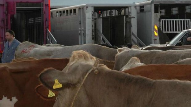 Die Wochenpreise der Kühe steigen ab dem 29. April um 10 Rappen je Kilo Schlachtgewicht (SG) (Bild BauZ)
