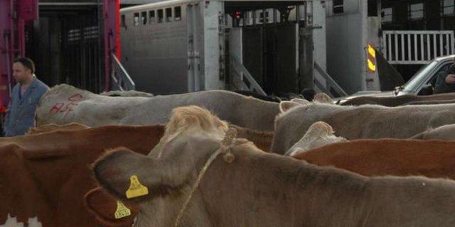 Die Wochenpreise der Kühe steigen ab dem 29. April um 10 Rappen je Kilo Schlachtgewicht (SG) (Bild BauZ)