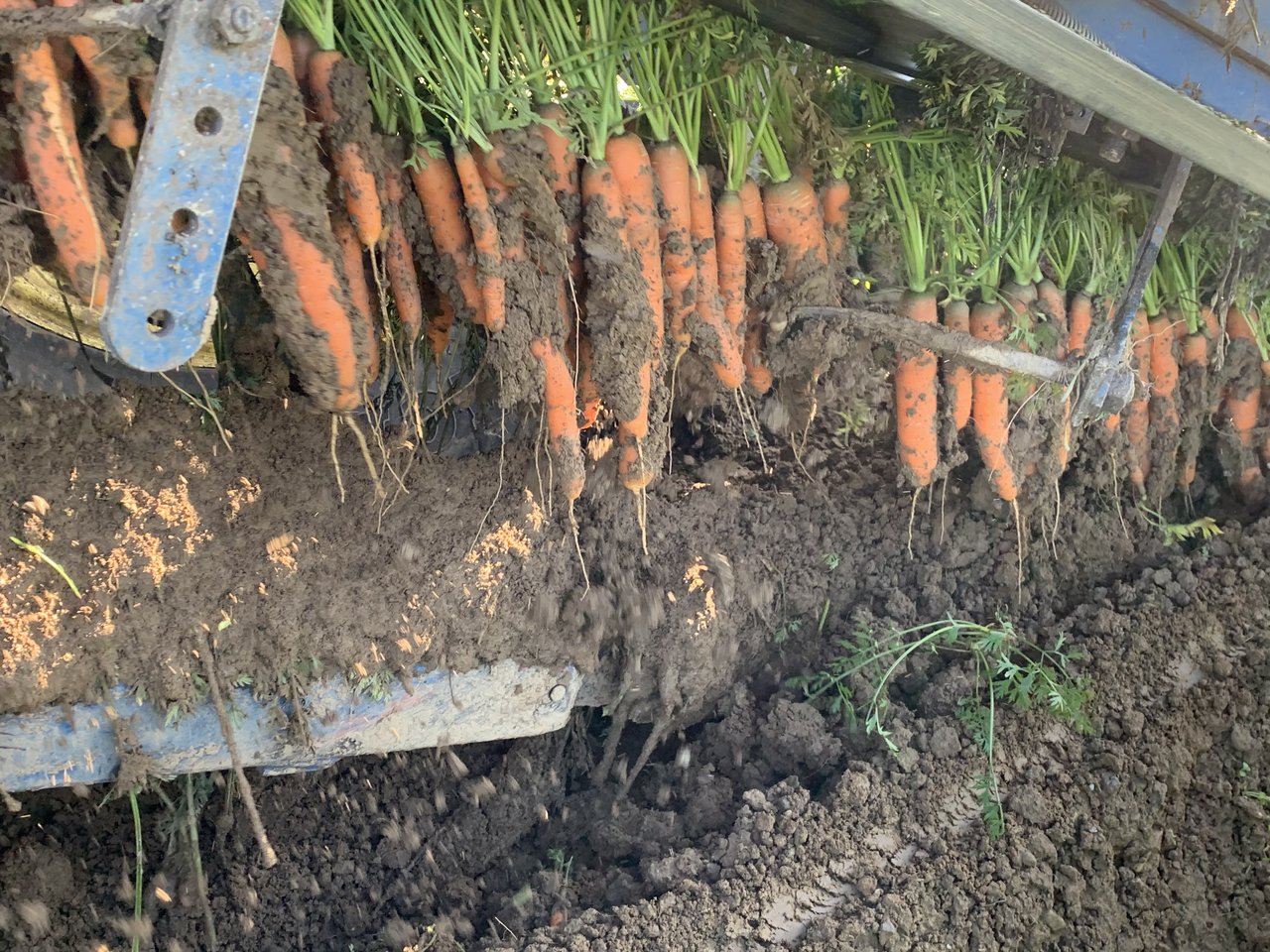Im Berner Seeland ist der Boden bereits wieder befahrbar und die Karottenernte konnte fortgesetzt werden. (Bild Melanie Martens)