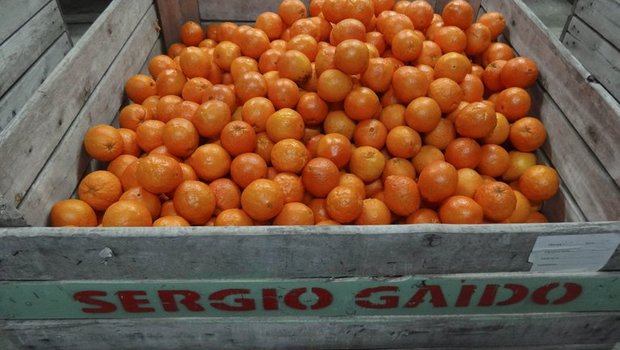 Orangen und Orangensaft-Importe aus Mercosur sollen auf ein Mininum beschränkt werden, fordern Copa-Cogeca. (Bild lid/mr)
