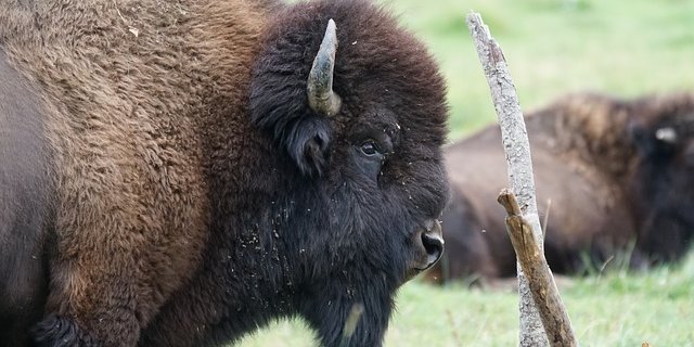 Der Verein Wisent Thal würde die Riesen gerne wieder durch die Wälder streifen sehen. Davor muss bewiesen werden, dass sie keine Gefahr für Kulturen und Menschen darstellen.  (Bild Pixabay)