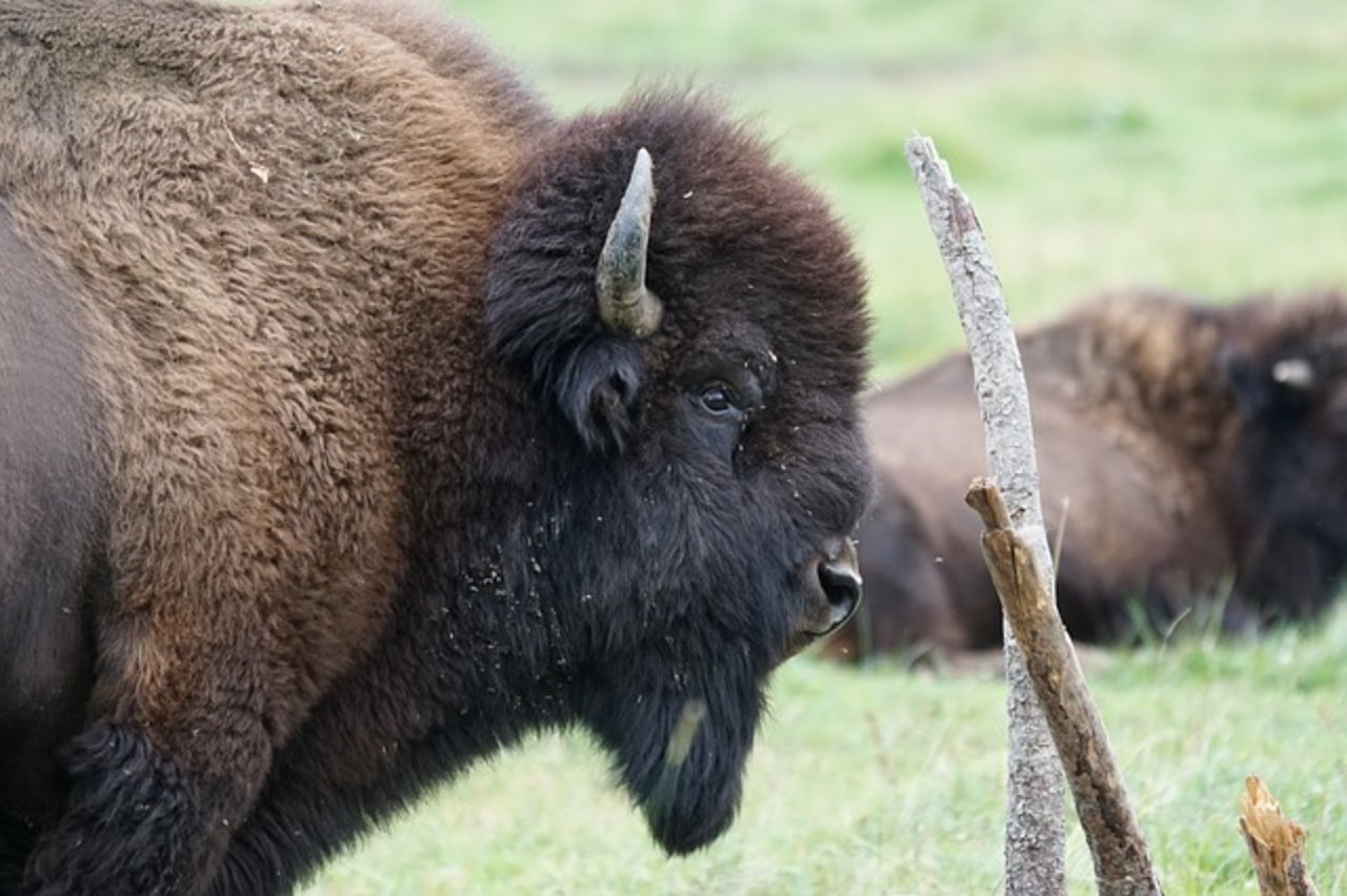 Der Verein Wisent Thal würde die Riesen gerne wieder durch die Wälder streifen sehen. Davor muss bewiesen werden, dass sie keine Gefahr für Kulturen und Menschen darstellen. (Bild Pixabay)