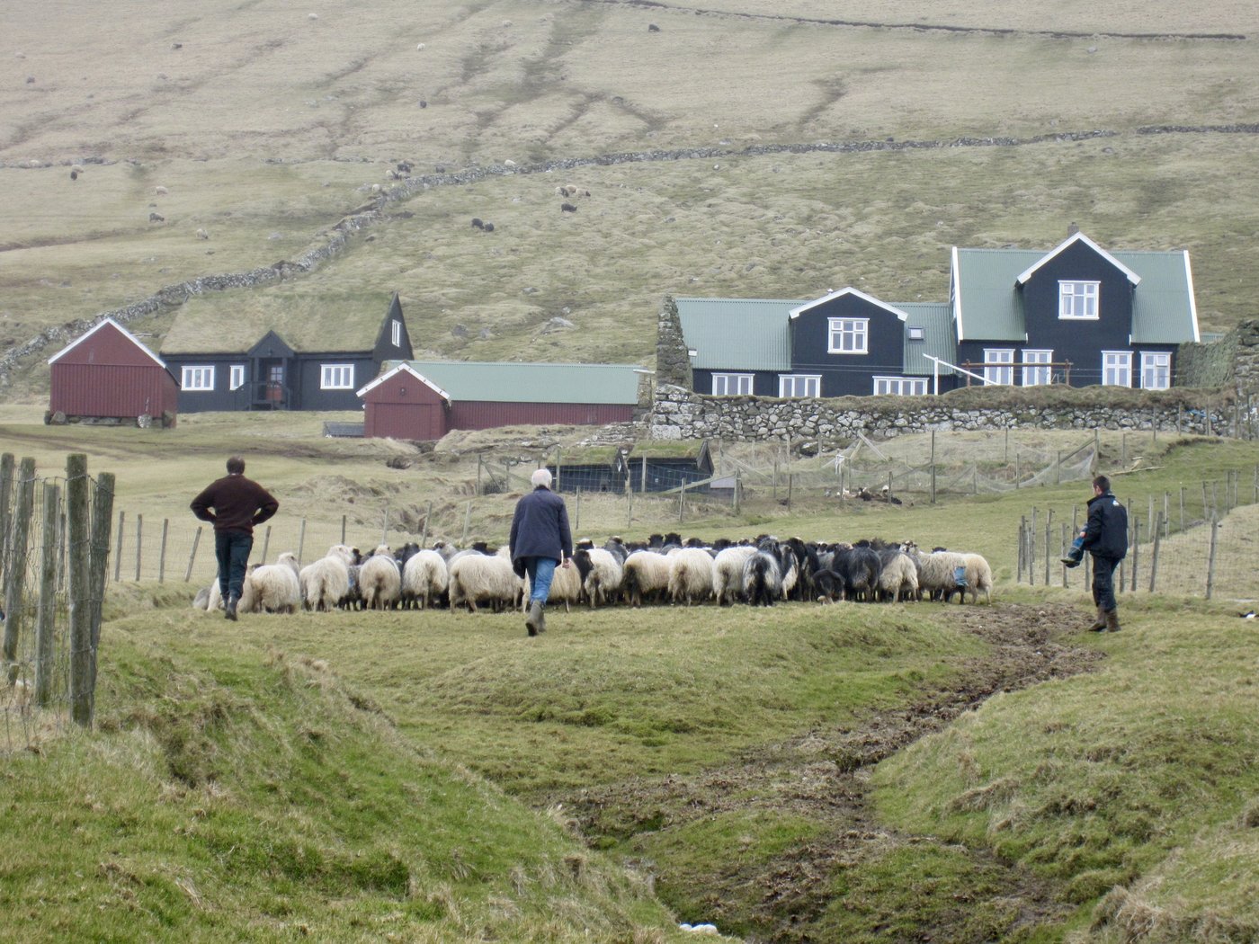 Die Färöer-Insel Stóra Dímun: Schafhaltung ist der wichtigste Erwerbszweig