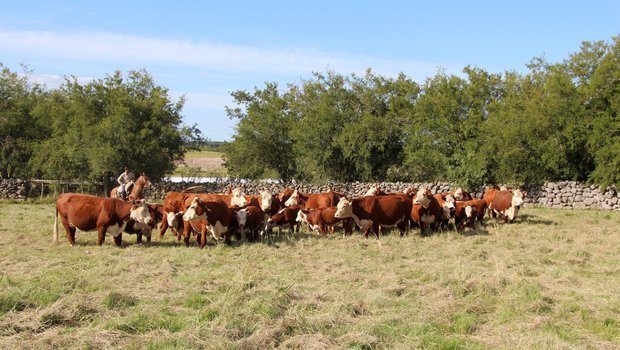 Im Juli kommt viel Rindfleisch aus dem Ausland in die Schweiz. Hier eine Hereford-Rinderherde im Uruguay, Südamerika. (Bild Hans Rüssli)