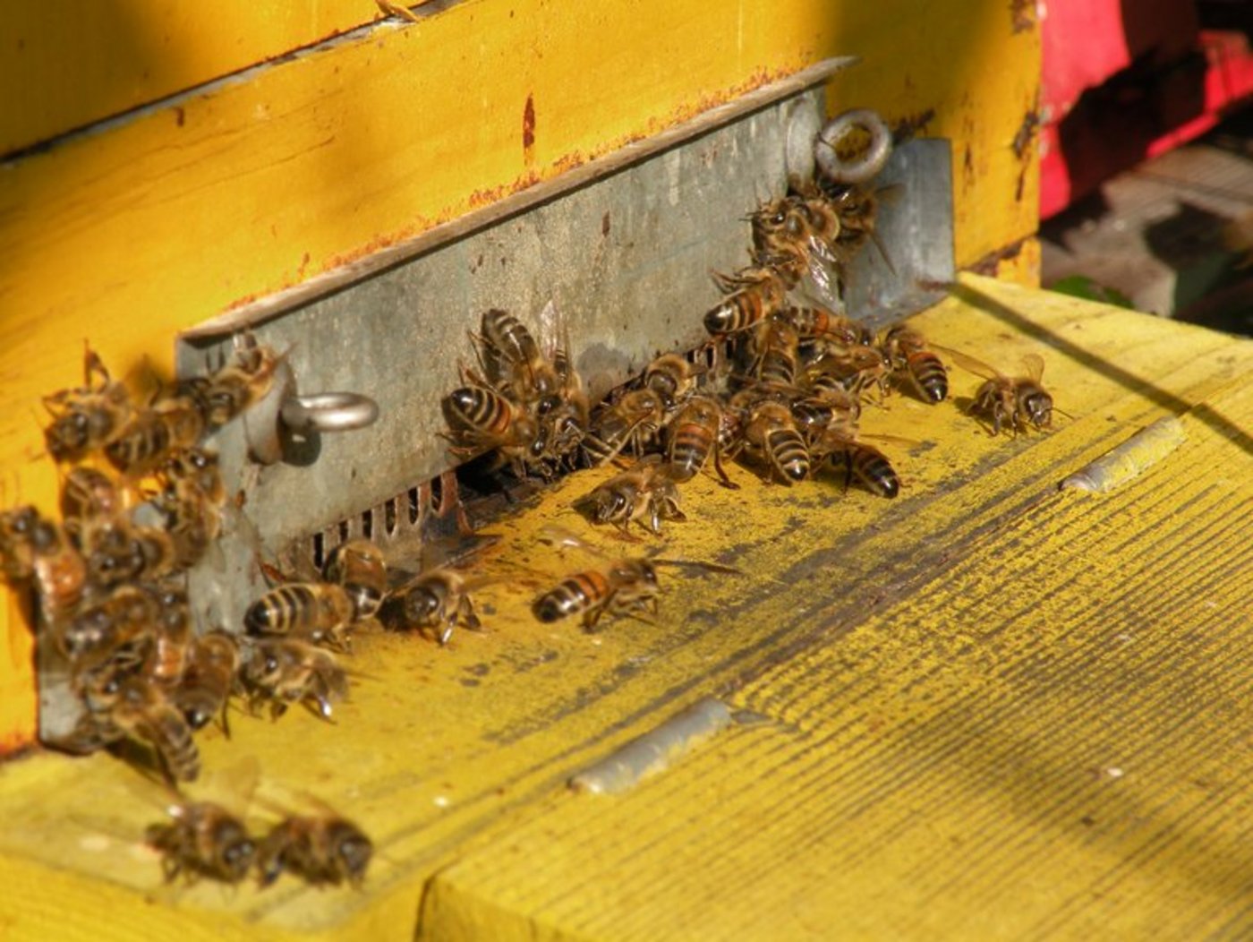 Dieses Jahr werden höhere Bienenverluste erwartet. (Bild Markus Seitz/landwirtschaft.ch)