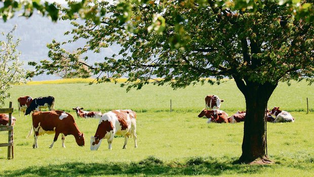 Die Produktionssystembeiträge sollen weiterentwickelt werden. Bei der Graslandbasierten Milch- und Fleischproduktion ist beispielsweise eine Begrenzung der Rohproteinzufuhr in Diskussion.(Bild BauZ)
