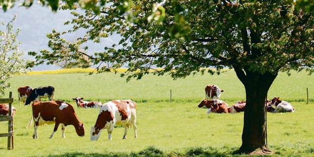 Die Produktionssystembeiträge sollen weiterentwickelt werden. Bei der Graslandbasierten Milch- und Fleischproduktion ist beispielsweise eine Begrenzung der Rohproteinzufuhr in Diskussion.(Bild BauZ)